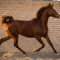 فروش انواع نژاد اسب(چک معتبر)