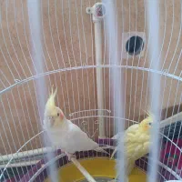 عروس هلندی