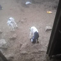 سلام  معاوزه اسب مادیان دره شوری باگوسفند