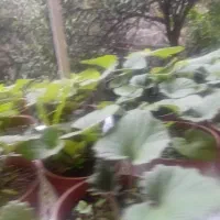 فروش گل سینره (بایرام گلی )|گل و گیاه طبیعی|چوبر, |دیوار