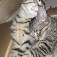 واگذاری گربه ۸ ماهه عقیم نشده نر و ماده