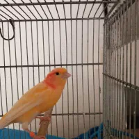 قناری قرمز نر|پرنده|رشت, بوسار|دیوار
