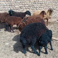 شیشک میش با بره