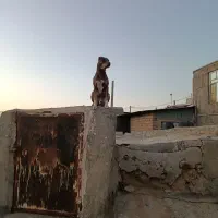 گم شده|حیوانات|سنقر, |دیوار