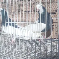 طوقی سیاه|پرنده|فیروزه, |دیوار