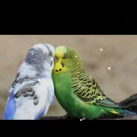 یک جفت مرغ عشق
