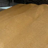 جو تازه دونه درشت ۳۰ تن