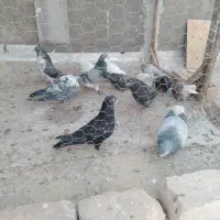 کبوتر سفید تهرانی مر شازده سوسکی سیاه کله دمگیر|پرنده|حبیب آباد, |دیوار