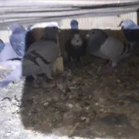 کفتر پلاکی|پرنده|کوه چنار, |دیوار