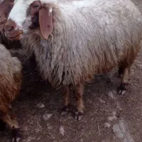 گوسفند داشتی|حیوانات مزرعه|چرداول, |دیوار