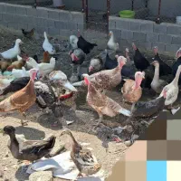 چند عدد مرغ خروس بوقلمو درجه یک