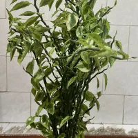 گل پدیلانتوس