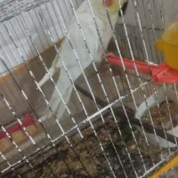 یک جفت عروس هلندی