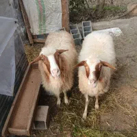 گوسفنده شکم دار|حیوانات مزرعه|رودسر, |دیوار