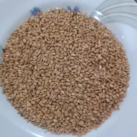 گندم و جو|عمده‌فروشی|کوهدشت, |دیوار