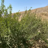 باغچه جاده چالوس روستای کندر|فروش خانه و ویلا|کرج, بیلقان|دیوار