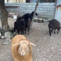 گوسفند ماده با بره تر و تمیز فروشی
