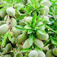 فروش نهال|گل و گیاه طبیعی|ارومیه, |دیوار