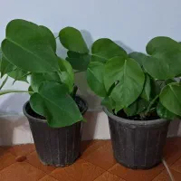 تعدادی گل آپارتمانی