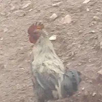 خروس دوتا دارم