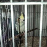 دوتا عروس هلندی نر و ماده