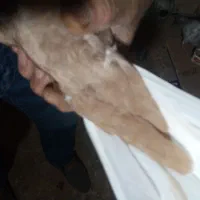 نر وماده زرد دم سفید و سینه سیاه|پرنده|زرند, |دیوار