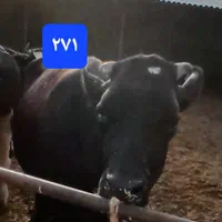 انواع گاو گوشتی شیری گوساله تلیسه|حیوانات مزرعه|کرج, عظیمیه|دیوار