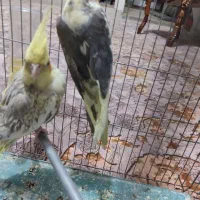 جفت عروس مولد و کار داده 750 تومن|پرنده|سبزوار, عارف|دیوار