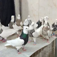 طوقی صد عدد ناب|پرنده|شاهینشهر, عطار|دیوار