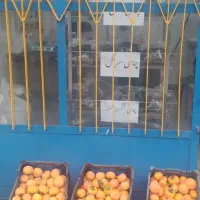 فروش خرمالوی ارگانیک|حراج|لاهیجان, لفمجان|دیوار