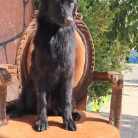 ژرمن موکوتاه ماده سامویید نر و ژرمن بلک|سگ|تهران, وردآورد|دیوار