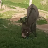 خر دوساله نر