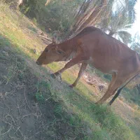 گوساله  ماده