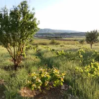 باغ سه هزار متری انگور و پسته