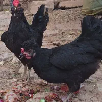 مرغ