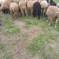 ۱۸ بره نر|حیوانات مزرعه|اصلاندوز, |دیوار