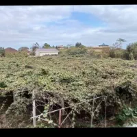 فروش زمین و خانه کلنگی با ۲۰۰نهال کیوی خونی