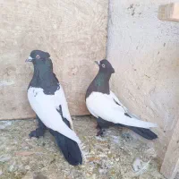 دو جفت کفتر نرو ماده کاکل پاپر