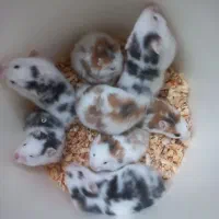 همستر نژادپشمالودست اموز رام|موش و خرگوش|رشت, استقامت ۲|دیوار