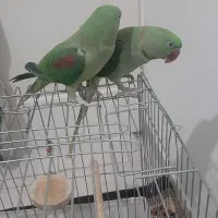 جفت شاه طوطی نروماده هردودستی ورام|پرنده|شهریار, شهرک وائین|دیوار