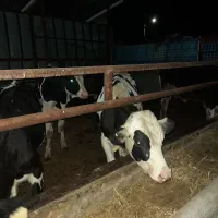 فروش گوساله نر