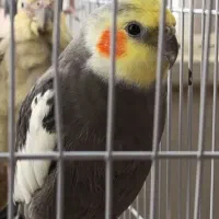 یک عدد عروس هلندی نر