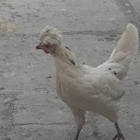 مرغ وخروس کلاه دار لهستانی نژاد دار