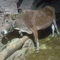 گاو 6ماه آبستن خانگی|حیوانات مزرعه|اردل, |دیوار