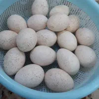 تخم بوقلمون نطفه دار