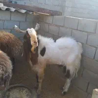 فروش نر بز پاکستانی|حیوانات مزرعه|طبس, |دیوار