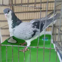 کبوتر بدرنگ|پرنده|اصفهان, شهرک کاوه|دیوار