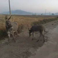 خر ماده دوتا|حیوانات مزرعه|باشت, |دیوار