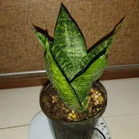 گیاه سانسوریا پاکوتا