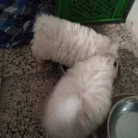 واگذاری سگ، سگ پشمالو|سگ|ماهدشت, |دیوار